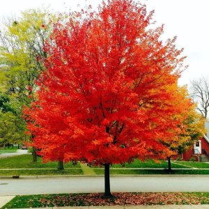 Javory červené (Acer rubrum)